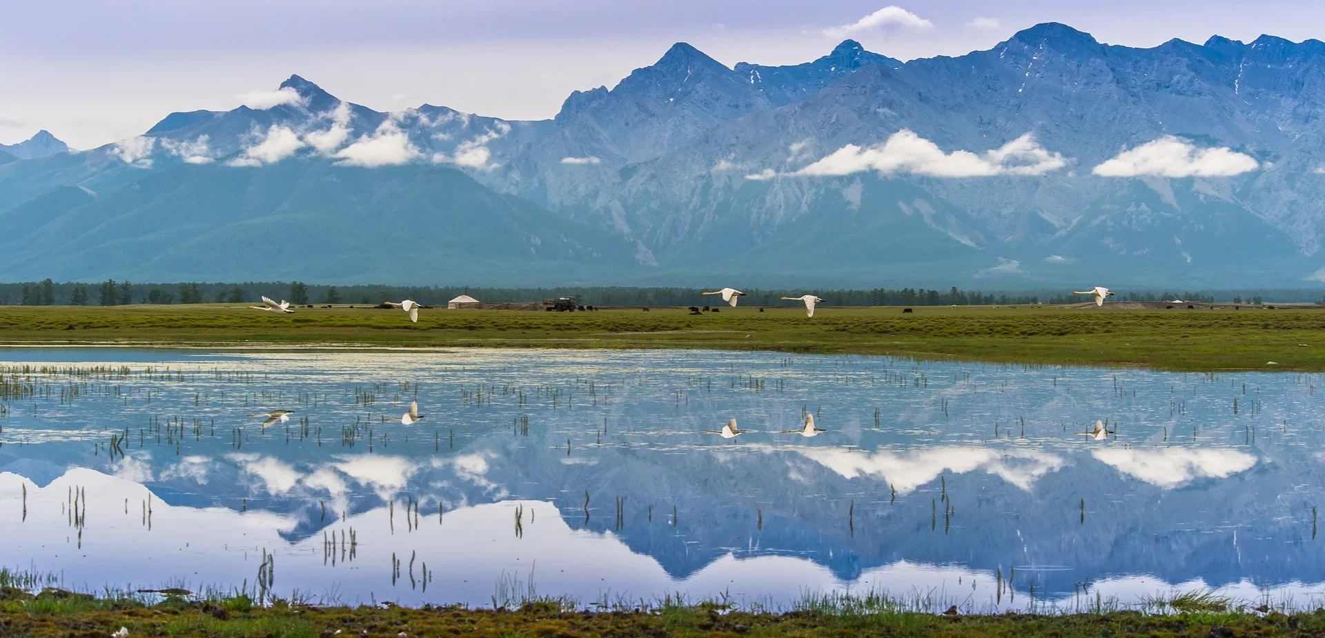 Viaje ornitológico por Mongolia durante la gran migración de aves