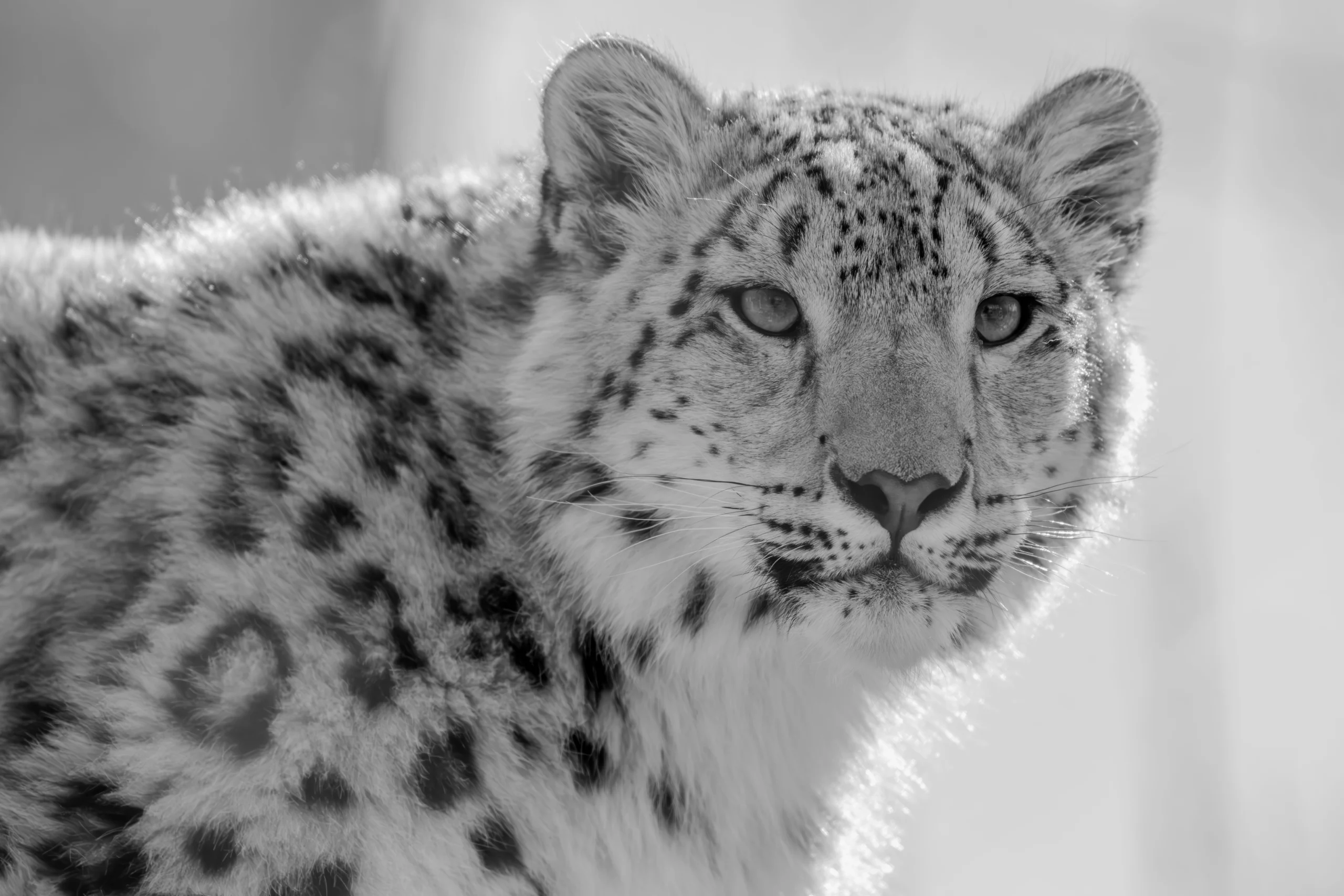 Paisaje de montaña en Mongolia relacionado con el hábitat del leopardo de las nieves