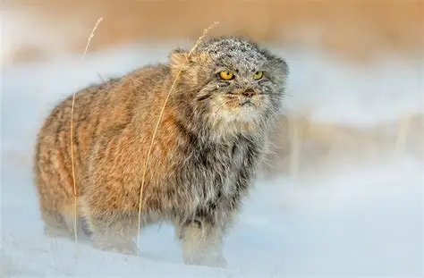 Gato de Pallas o manul en Mongolia